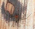 Tetragnatha_ZZ221_F2157_Z_88_Les Gris_Frankrijk